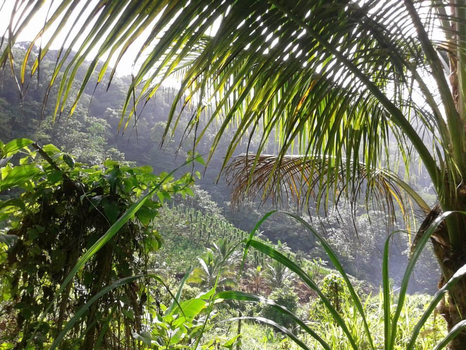 Roots Jungle Retreat Villa Marigot Exterior foto